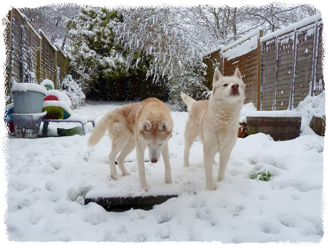 Snow Huskies…