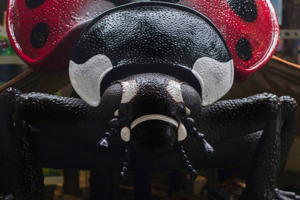 Bristol Zoo ladybird bugs app