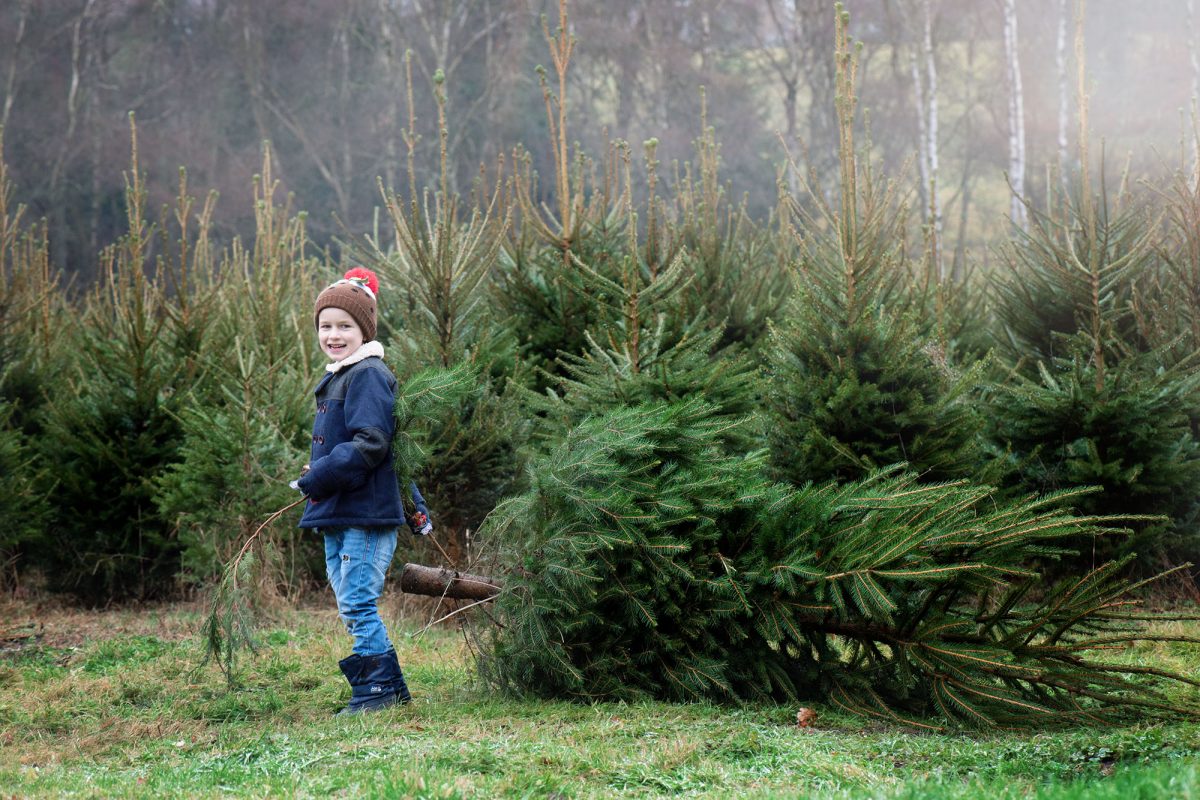 Christmas tree farm england hampshire