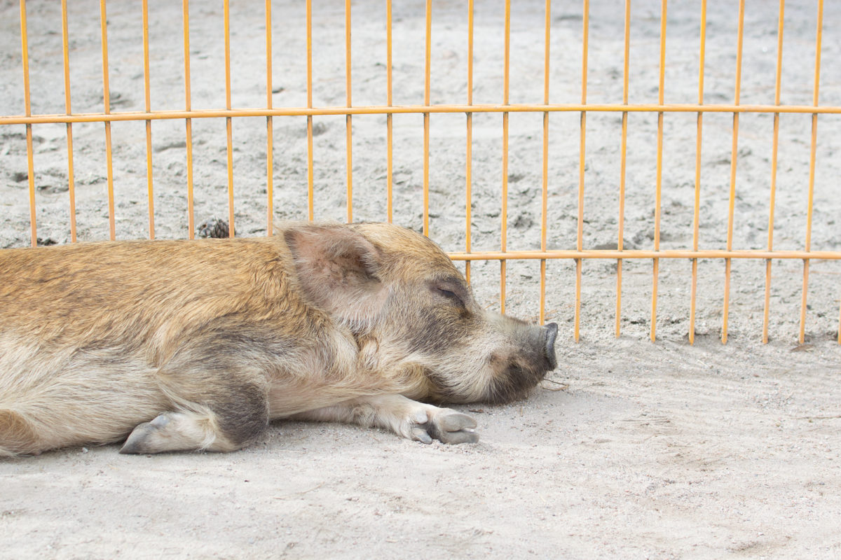Disney's Animal Kingdom Theme Park Rafiki's Planet Watch Affection Section Conservation Station  hakuna pigs